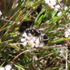 Eumeninae (subfamily) (Unidentified Potter wasp) at Bombay, NSW - 28 Oct 2023 by MatthewFrawley