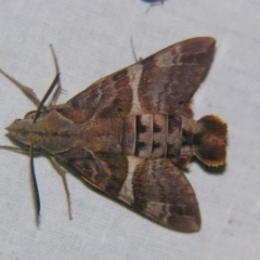 Macroglossum errans (Australian Hummingbird Hawkmoth) at Sheldon, QLD - 12 Oct 2007 by PJH123