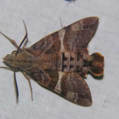 Macroglossum errans (Australian Hummingbird Hawkmoth) at Sheldon, QLD - 12 Oct 2007 by PJH123