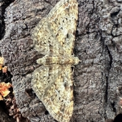 Chloroclystis (genus) (A geometer moth) at Ainslie, ACT - 28 Oct 2023 by Pirom