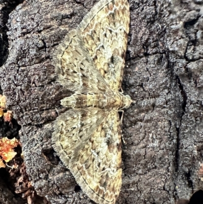 Chloroclystis (genus) (A geometer moth) at Ainslie, ACT - 28 Oct 2023 by Pirom