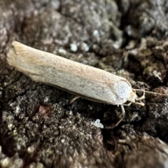 Philobota mathematica group undescribed species. (A concealer moth) at Ainslie, ACT - 28 Oct 2023 by Pirom