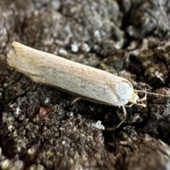 Philobota mathematica group undescribed species. (A concealer moth) at Corroboree Park - 28 Oct 2023 by Pirom