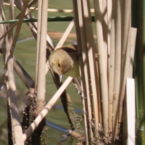 Acrocephalus australis at Bonython, ACT - 28 Oct 2023 01:34 PM