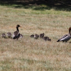 Chenonetta jubata at Bonython, ACT - 28 Oct 2023 01:04 PM