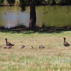 Chenonetta jubata at Bonython, ACT - 28 Oct 2023 01:04 PM