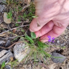 Viola betonicifolia subsp. betonicifolia (Arrow-Leaved Violet) at Bungendore, NSW - 28 Oct 2023 by clarehoneydove