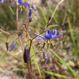 Dianella revoluta var. revoluta at Bombay, NSW - 28 Oct 2023