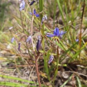 Dianella revoluta var. revoluta at Bombay, NSW - 28 Oct 2023