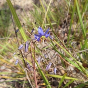 Dianella revoluta var. revoluta at Bombay, NSW - 28 Oct 2023