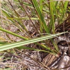 Dianella revoluta var. revoluta at Bombay, NSW - 28 Oct 2023