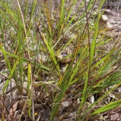 Dianella revoluta var. revoluta at Bombay, NSW - 28 Oct 2023