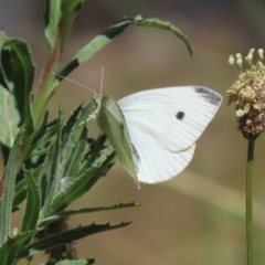 Pieris rapae (Cabbage White) at Stranger Pond - 28 Oct 2023 by RodDeb