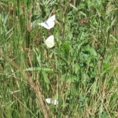 Pieris rapae at Bonython, ACT - 28 Oct 2023 01:38 PM