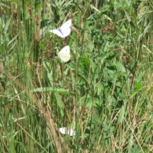 Pieris rapae at Bonython, ACT - 28 Oct 2023