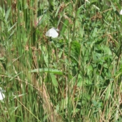 Pieris rapae at Bonython, ACT - 28 Oct 2023