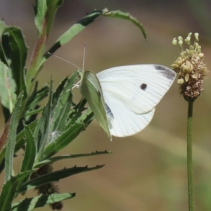 Pieris rapae at Bonython, ACT - 28 Oct 2023 01:38 PM