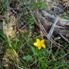 Ranunculus lappaceus (Australian Buttercup) at Bungendore, NSW - 28 Oct 2023 by clarehoneydove