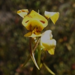 Diuris sulphurea (Tiger Orchid) at Rendezvous Creek, ACT - 28 Oct 2023 by JohnBundock