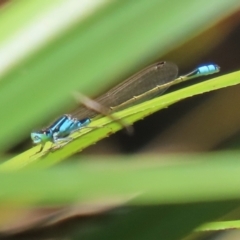 Ischnura heterosticta (Common Bluetail Damselfly) at Stranger Pond - 28 Oct 2023 by RodDeb