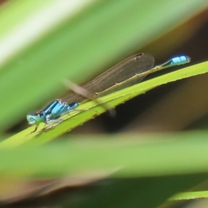 Ischnura heterosticta at Stranger Pond - 28 Oct 2023 01:36 PM