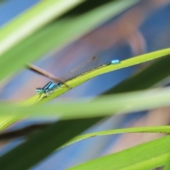 Ischnura heterosticta at Stranger Pond - 28 Oct 2023