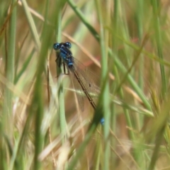 Ischnura heterosticta at Stranger Pond - 28 Oct 2023