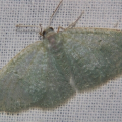 Poecilasthena thalassias (Sea-blue Delicate) at Sheldon, QLD - 12 Oct 2007 by PJH123