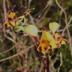 Diuris semilunulata (Late Leopard Orchid) at Rendezvous Creek, ACT - 28 Oct 2023 by JohnBundock
