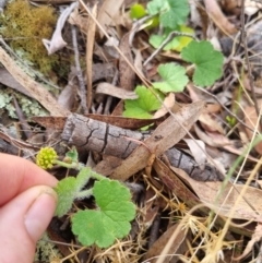 Hydrocotyle laxiflora at Bungendore, NSW - 28 Oct 2023