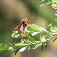 Polistes (Polistella) humilis (Common Paper Wasp) at Stranger Pond - 28 Oct 2023 by RodDeb