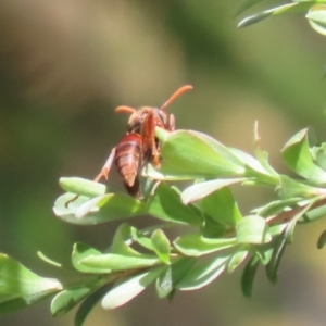 Polistes (Polistella) humilis at Bonython, ACT - 28 Oct 2023 01:26 PM