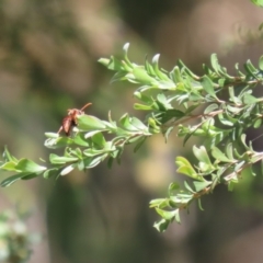 Polistes (Polistella) humilis at Bonython, ACT - 28 Oct 2023 01:26 PM