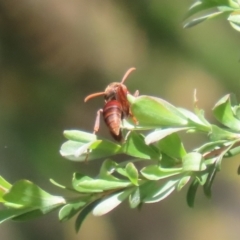 Polistes (Polistella) humilis at Bonython, ACT - 28 Oct 2023 01:26 PM