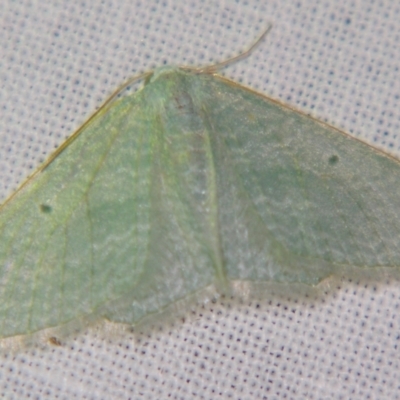 Poecilasthena thalassias (Sea-blue Delicate) at Sheldon, QLD - 12 Oct 2007 by PJH123