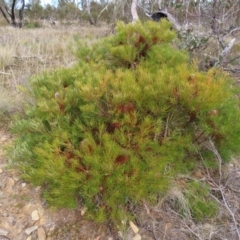 Banksia spinulosa var. spinulosa (Hairpin Banksia) at Bombay, NSW - 28 Oct 2023 by MatthewFrawley