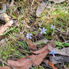 Isotoma fluviatilis subsp. australis (Swamp Isotome) at Bungendore, NSW - 28 Oct 2023 by clarehoneydove