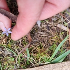 Isotoma fluviatilis subsp. australis at Bungendore, NSW - 28 Oct 2023