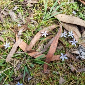 Isotoma fluviatilis subsp. australis at Bungendore, NSW - 28 Oct 2023