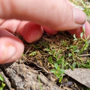 Isotoma fluviatilis subsp. australis at Bungendore, NSW - 28 Oct 2023