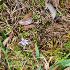 Isotoma fluviatilis subsp. australis at Bungendore, NSW - 28 Oct 2023