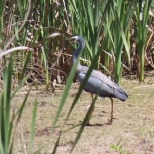 Egretta novaehollandiae at Greenway, ACT - 28 Oct 2023