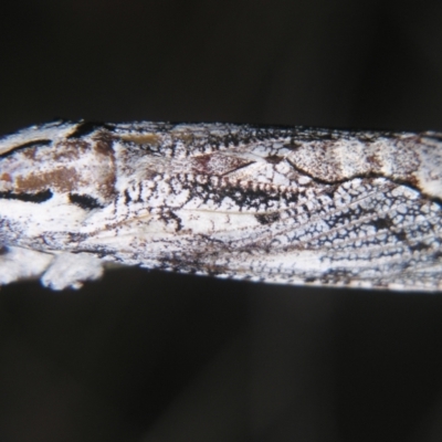 Trismelasmos donovani (A Wood moth (Cossidae)) at Sheldon, QLD - 12 Oct 2007 by PJH123