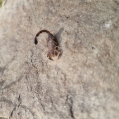 Lychas marmoreus (Little Marbled Scorpion) at Bungendore, NSW - 28 Oct 2023 by clarehoneydove