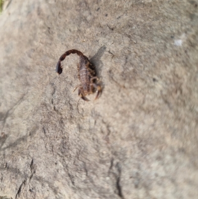 Lychas marmoreus (Little Marbled Scorpion) at Bungendore, NSW - 28 Oct 2023 by clarehoneydove