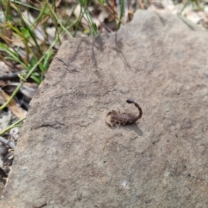 Lychas marmoreus at Bungendore, NSW - suppressed