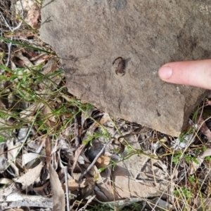 Lychas marmoreus at Bungendore, NSW - suppressed