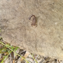 Lychas marmoreus at Bungendore, NSW - suppressed