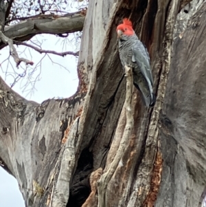 Callocephalon fimbriatum at Hughes, ACT - suppressed