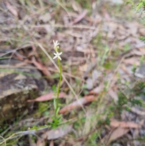 Stackhousia monogyna at Bungendore, NSW - suppressed